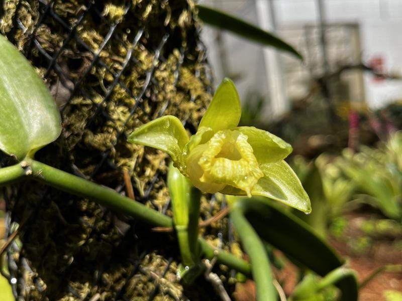 Primeira Floração da Orquídea Vanilla phaeanta