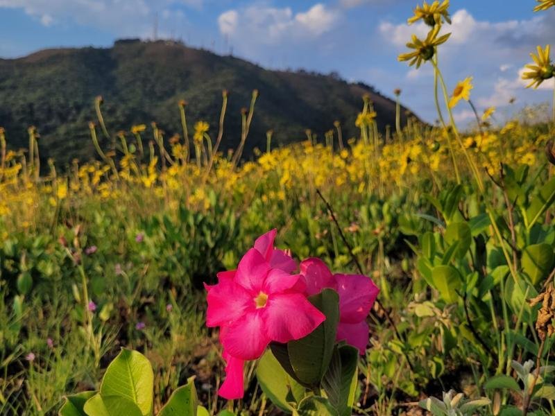 Campos de Altitude: Ecossistemas Únicos do Planalto de Poços de Caldas e seu Papel na Conservação da Biodiversidade