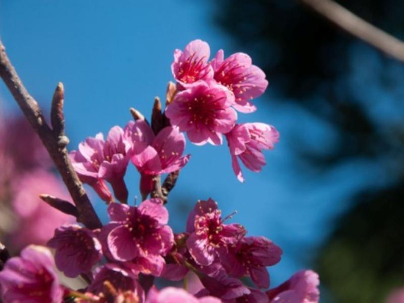 Cerejeiras, g&ecirc;nero bot&acirc;nico Prunus e cultura japonesa