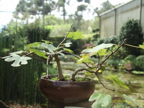 Bonsai
